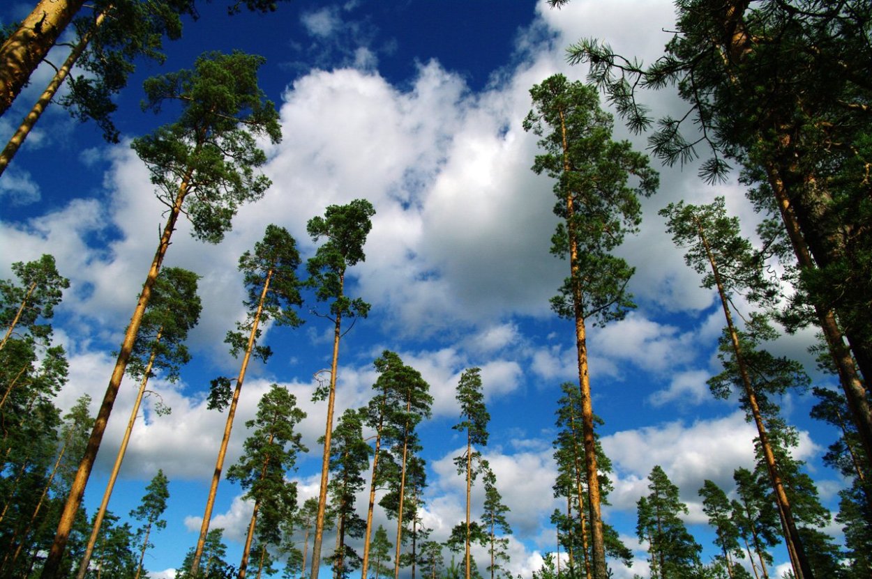 Сосна обыкновенная 3д модель