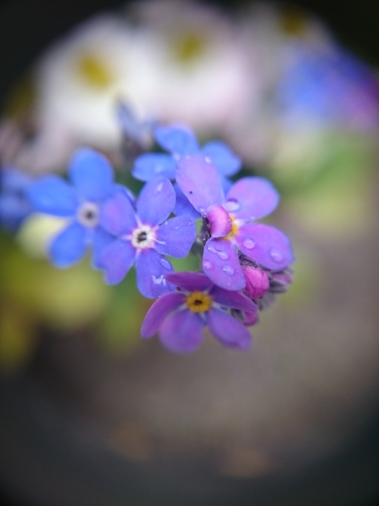 Незабудка сиреневая