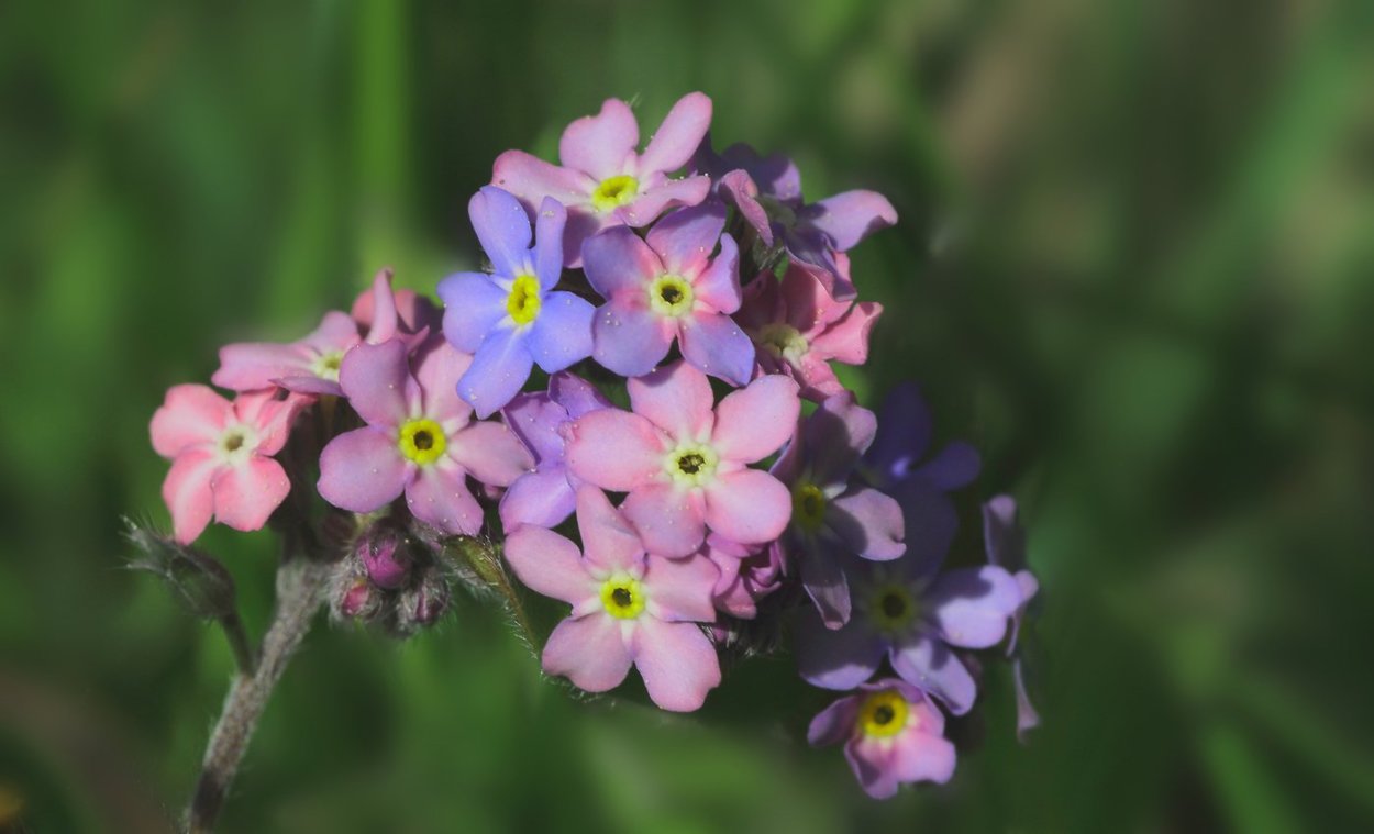 Незабудка Альпийская фиолетовая