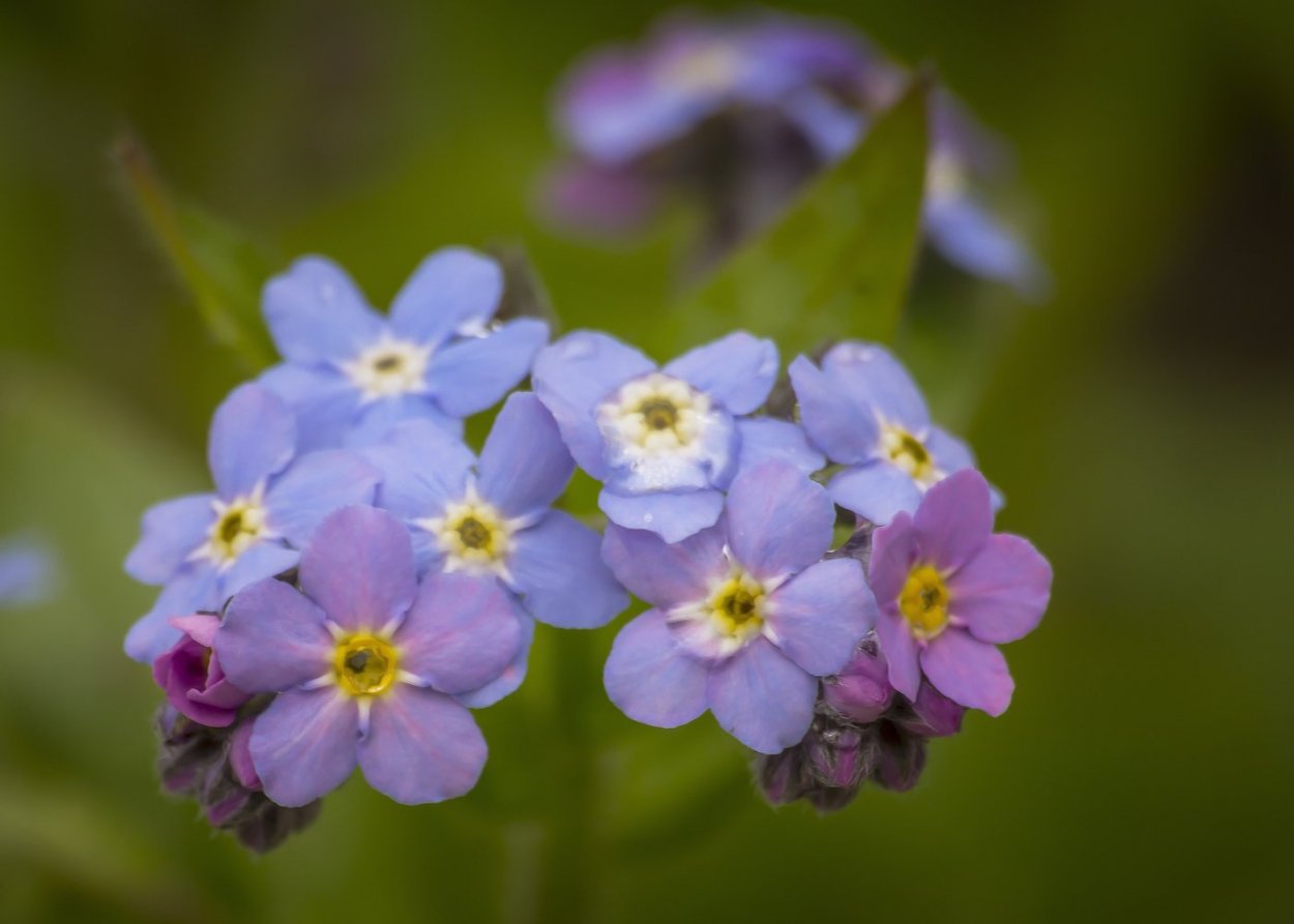 Незабудка многоцветковая