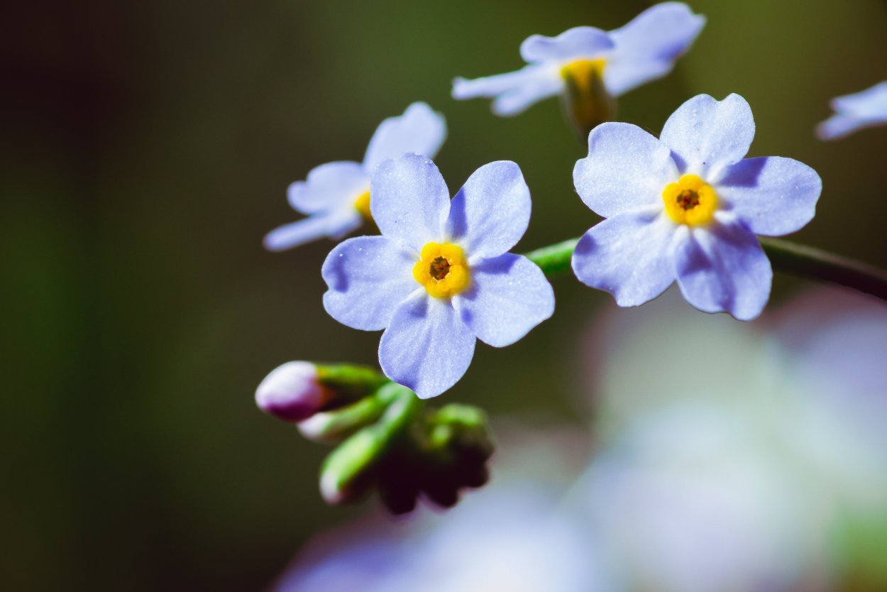 Незабудка сиреневая