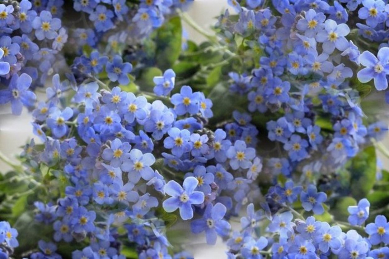 Незабудка Полевая стебель