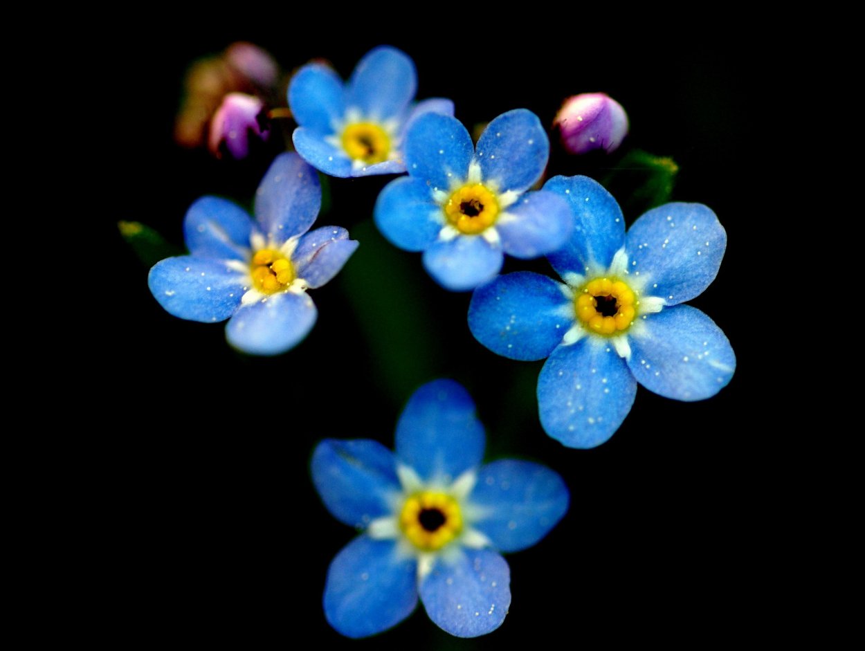 Незабудка сиреневая