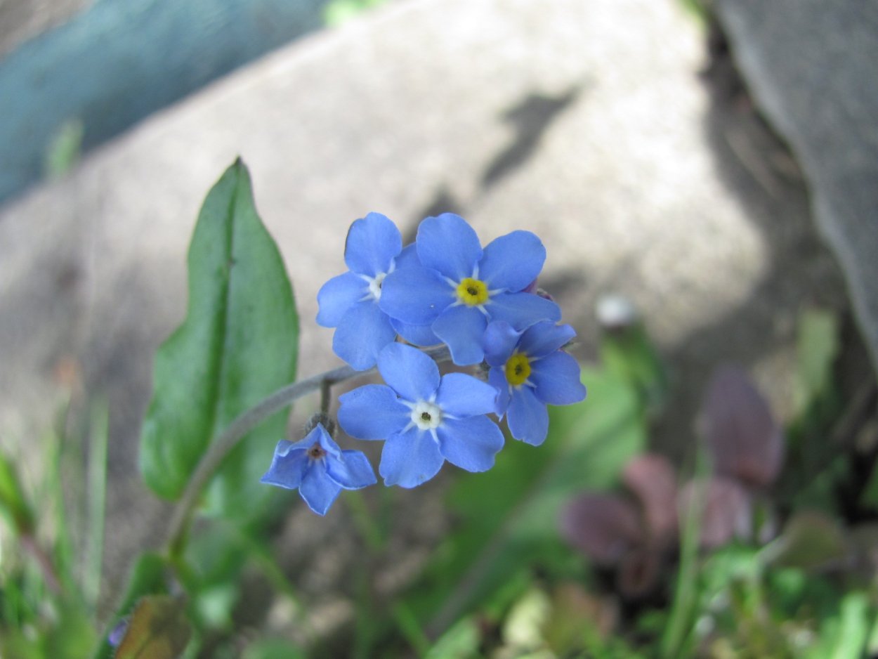 Незабудка ползучая