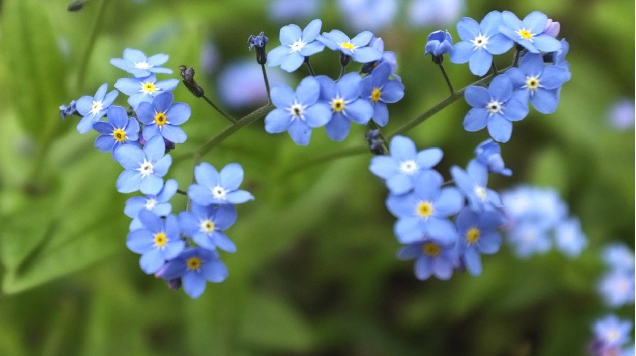 Незабудка холмовая