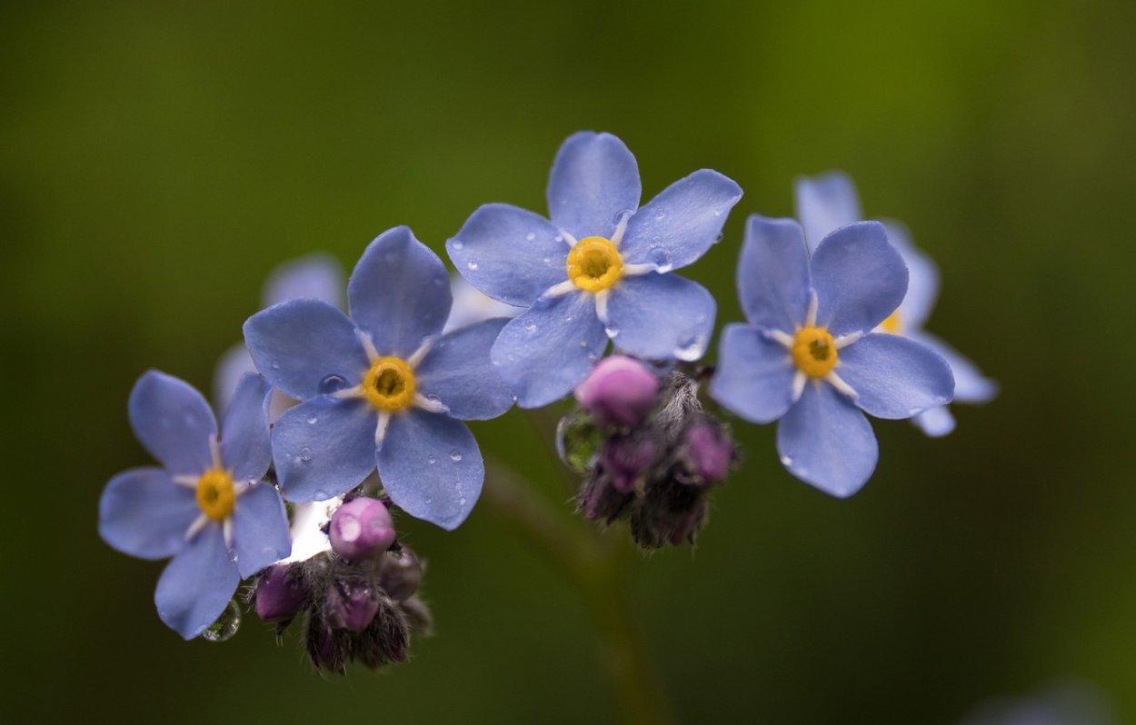 Незабудка Песчаная