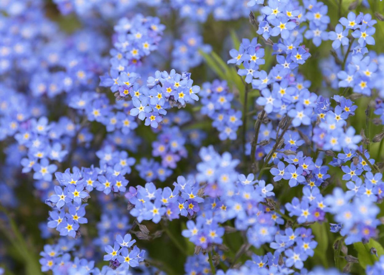 Маленькие синие цветы
