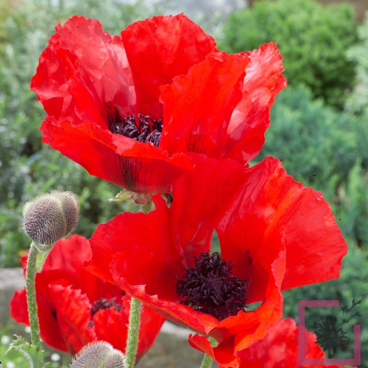 Мак Восточный (Papaver orientale). Мак Восточный папавер. Мак Восточный Beauty of Livermere. Мак Восточный (Papaver orientale l.).