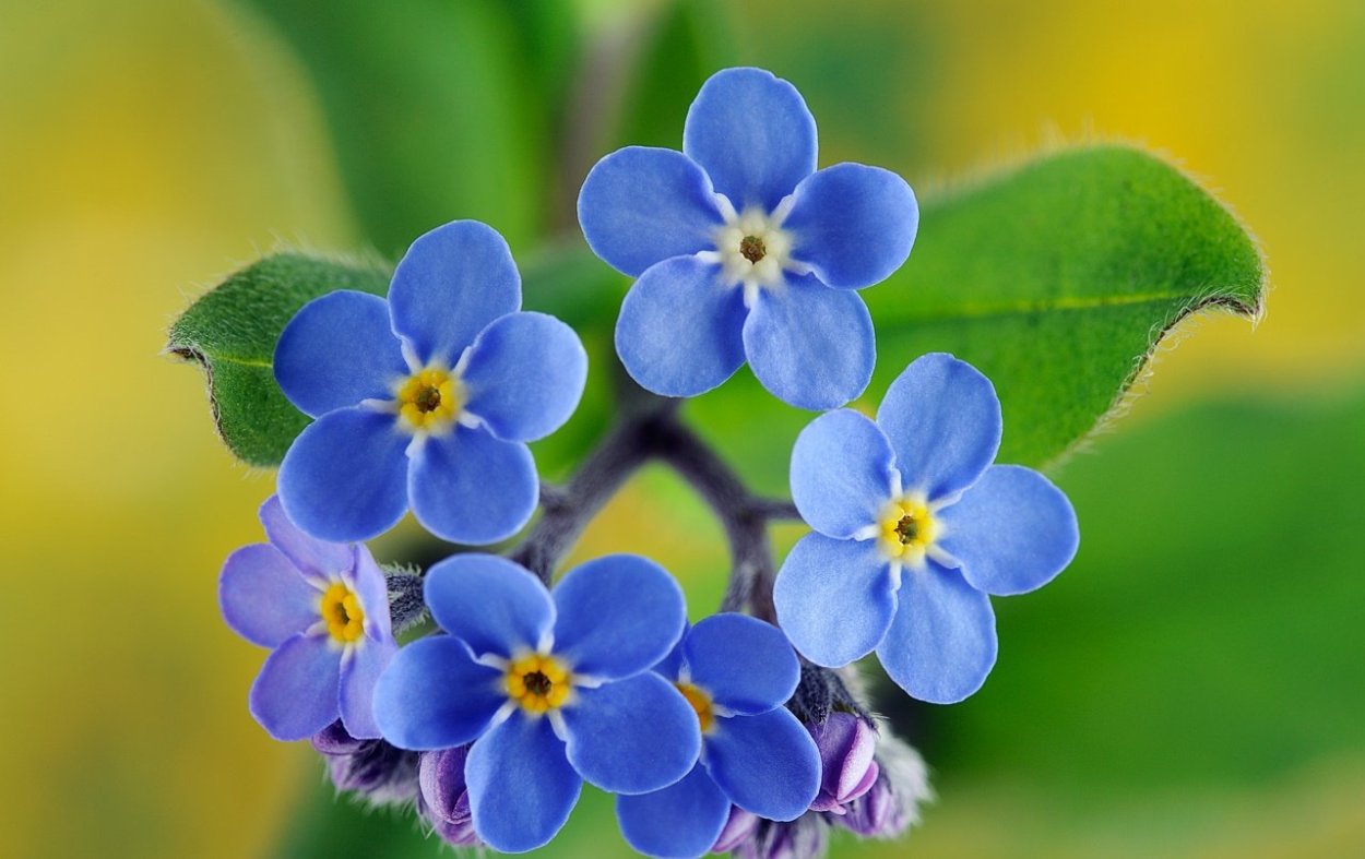 Незабудка дернистая