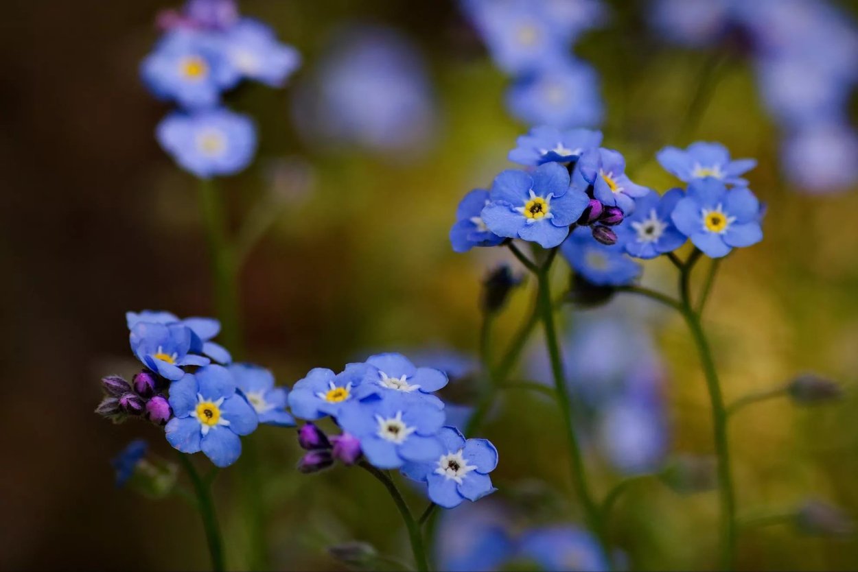 Сине зеленые цветы