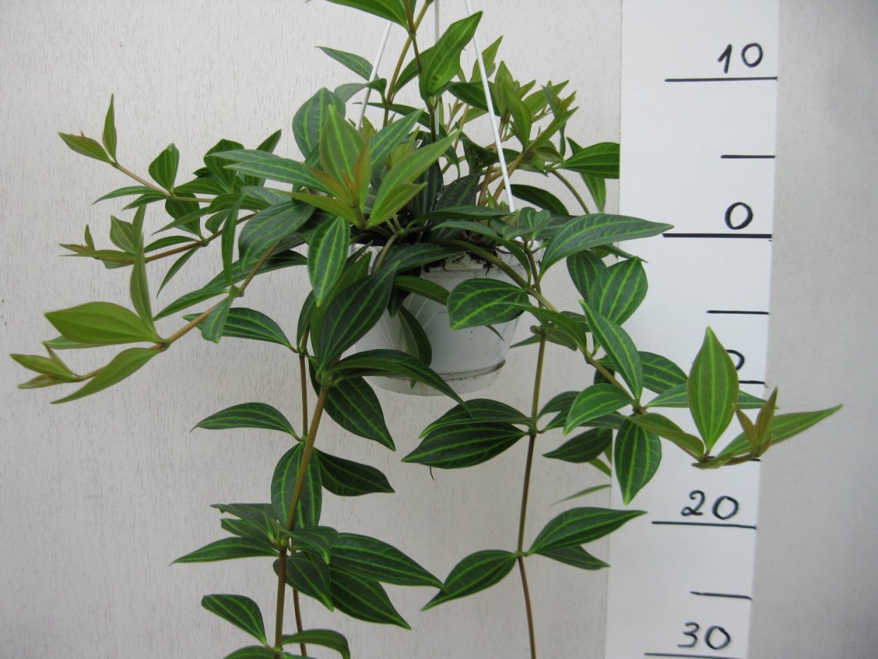 Пеперомия перескиелистная (Peperomia pereskiifolia)