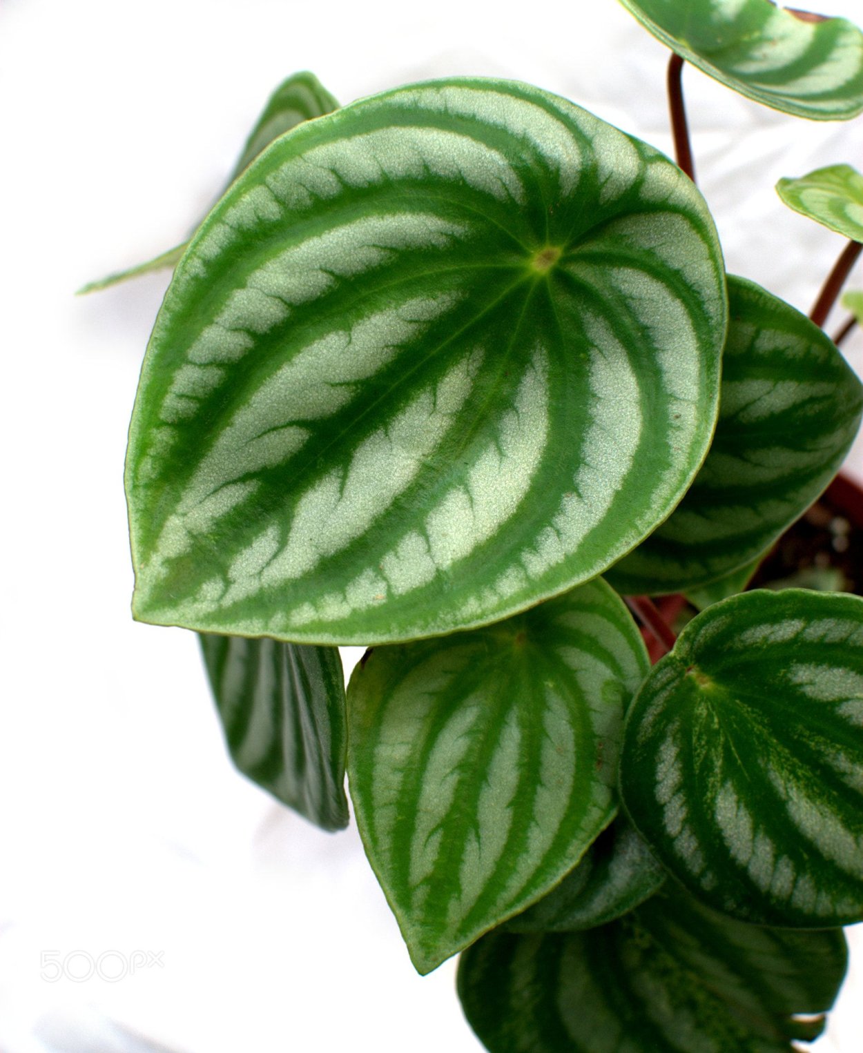 Пеперомия ночь в Неаполе