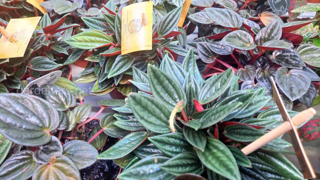 Пеперомия Мендоза