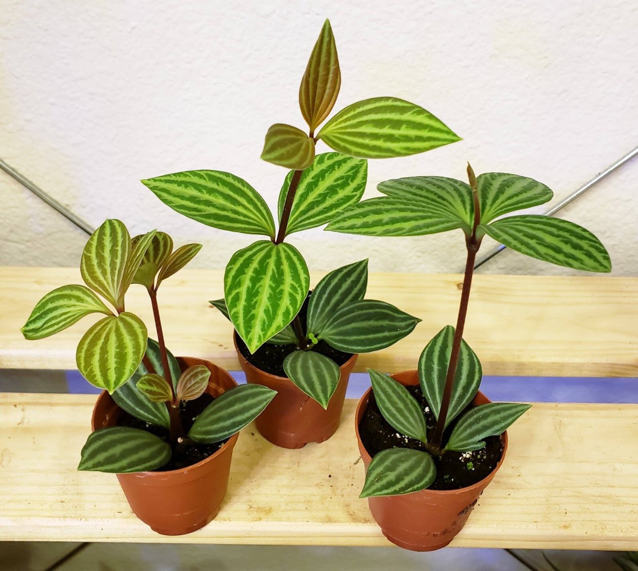 Peperomia bicolor Пеперомия биколор
