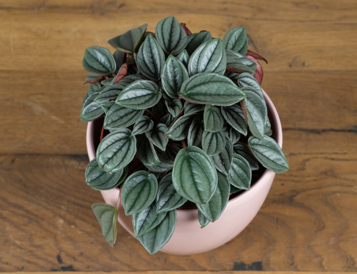 Пеперомия Peperomia bangroana