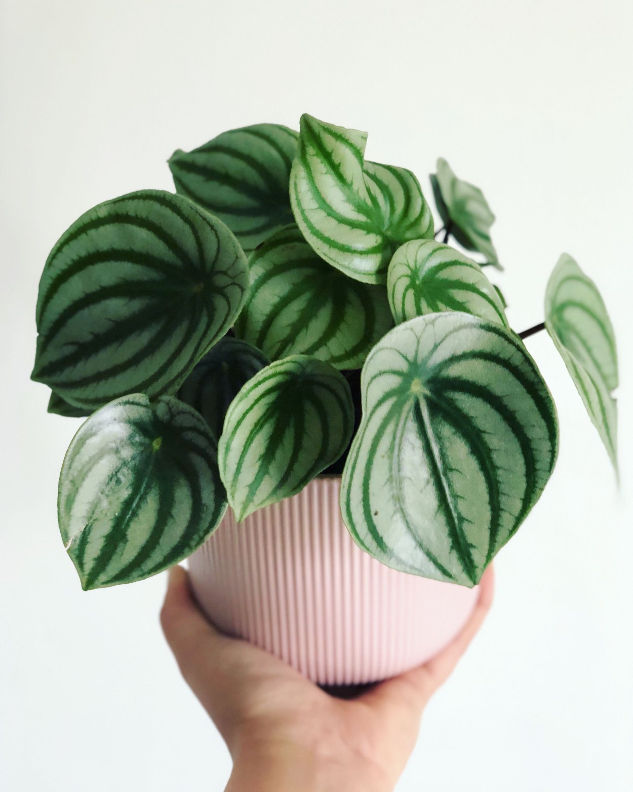 Peperomia ампельная