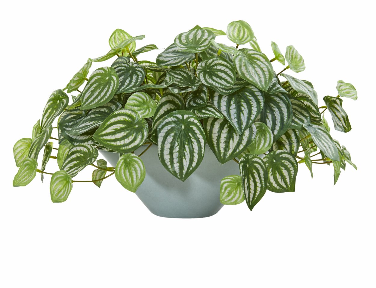 Пеперомия Невада