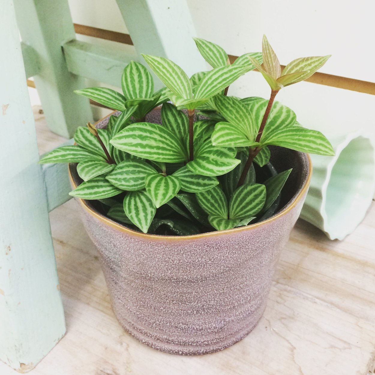 Пеперомия Наполи Найт