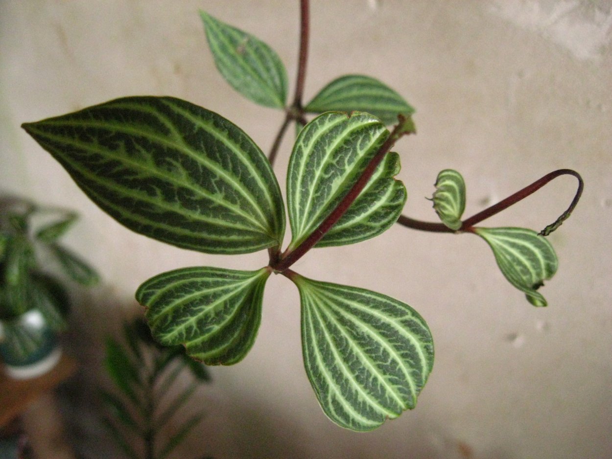 Пеперомия Каперата Россо