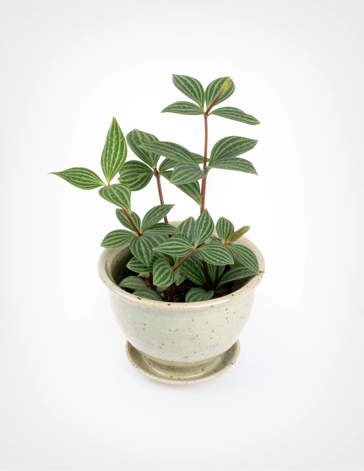 Пеперомия Бразилия