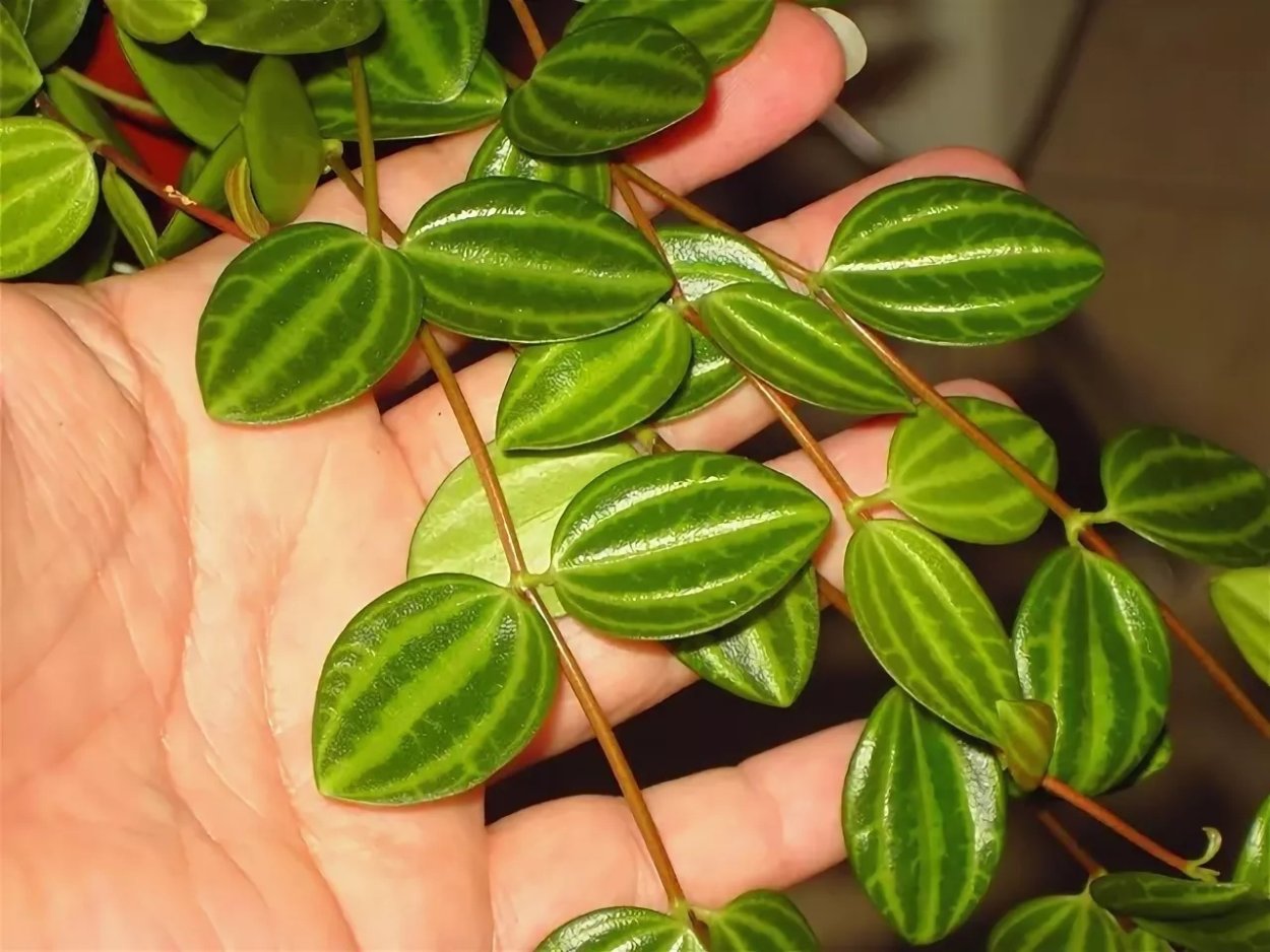 Пеперомия Peperomia angulata
