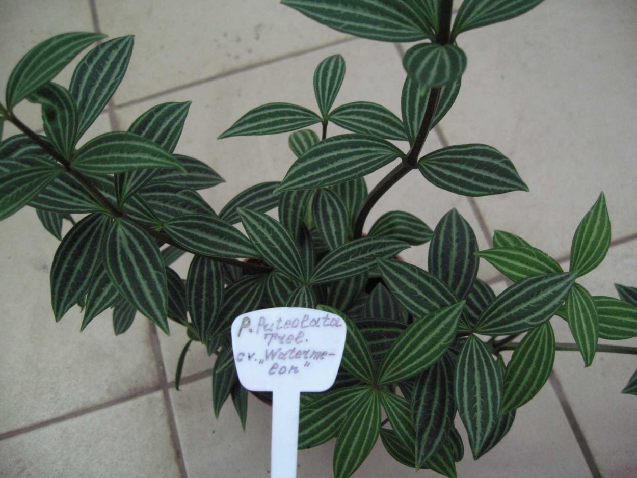 Пеперомия путеолата