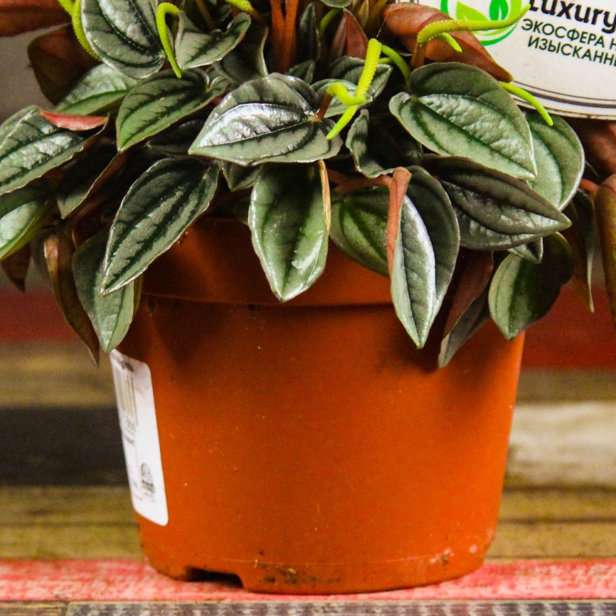 Пеперомия Плант