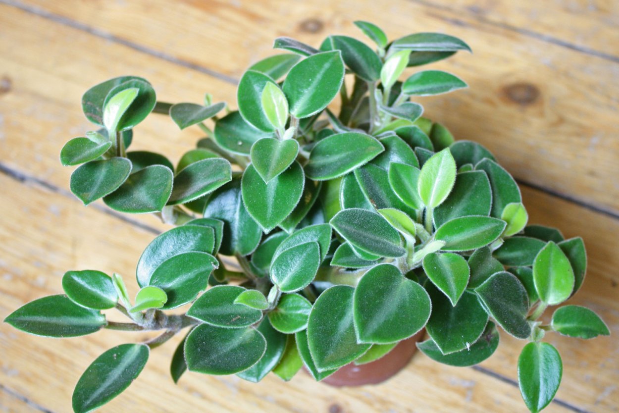 Пеперомия Orba (Pixie)