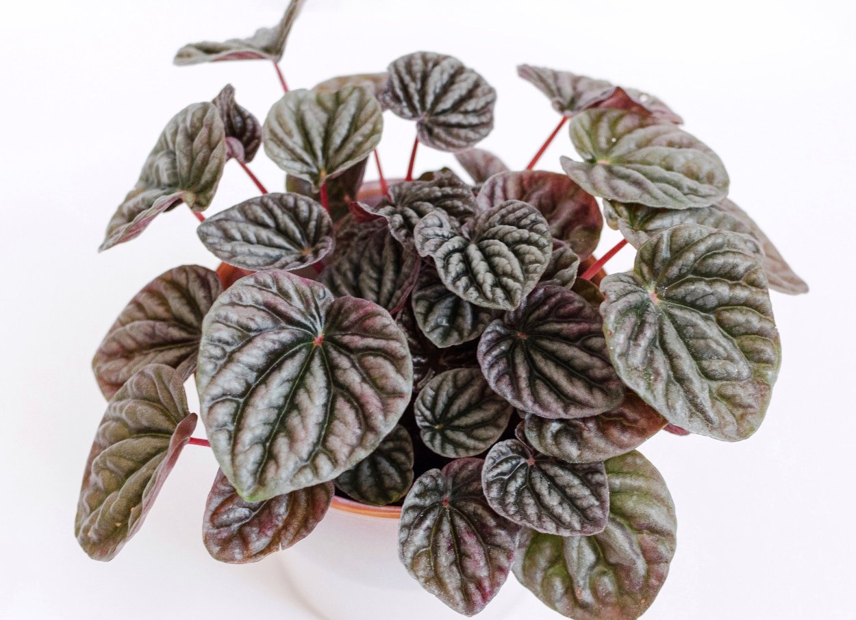 Пеперомия Orba