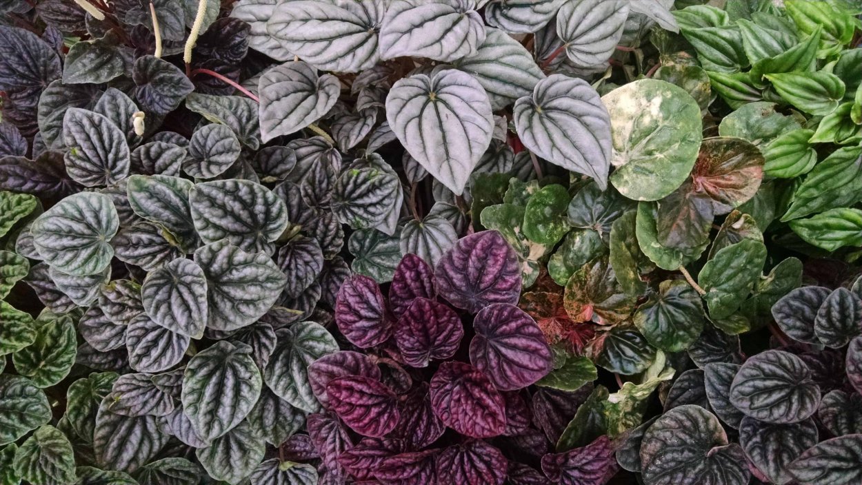 Пеперомия квадрангулярис