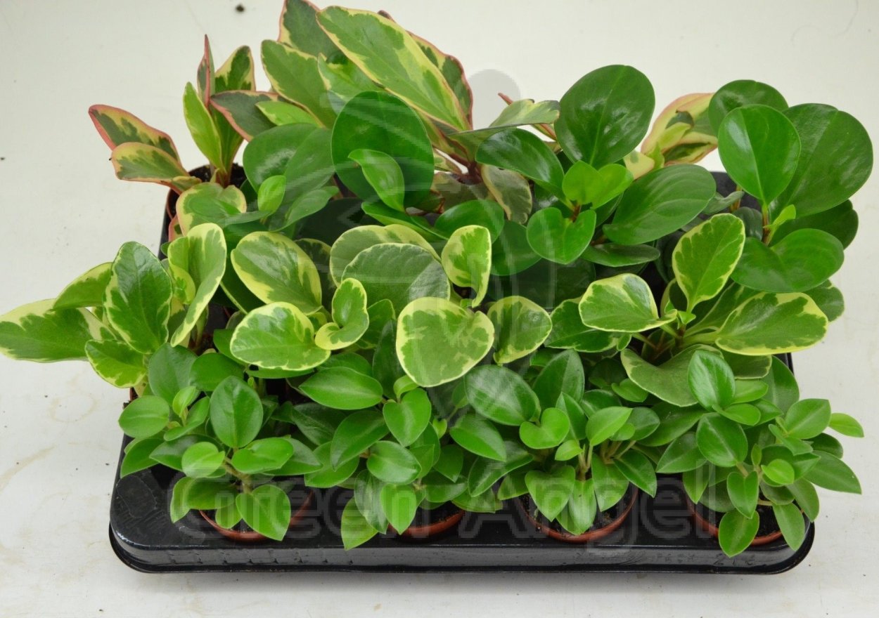 Пеперомия путеолата