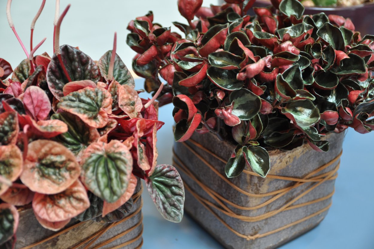 Фиттония Вершаффельта