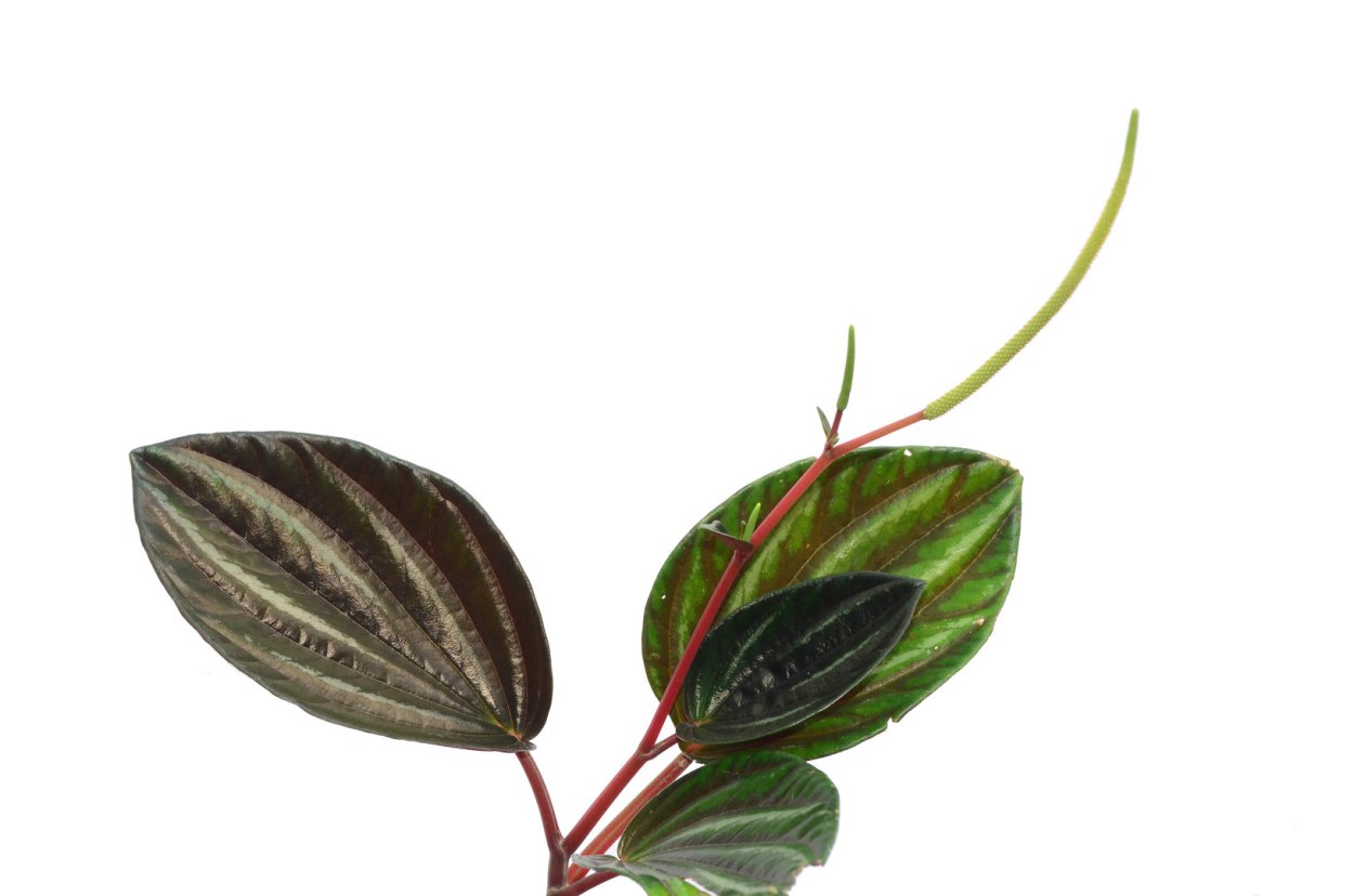 Пеперомия Лилиан малыши