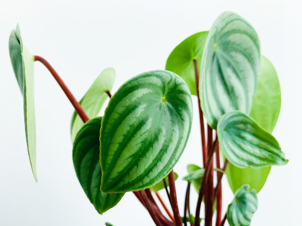 Peperomia Argyreia Watermelon