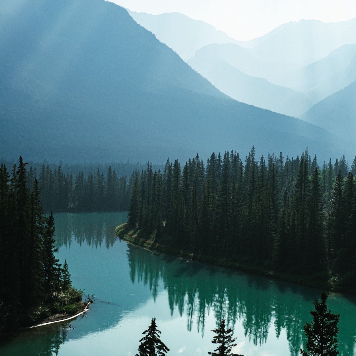 Тайга Канады