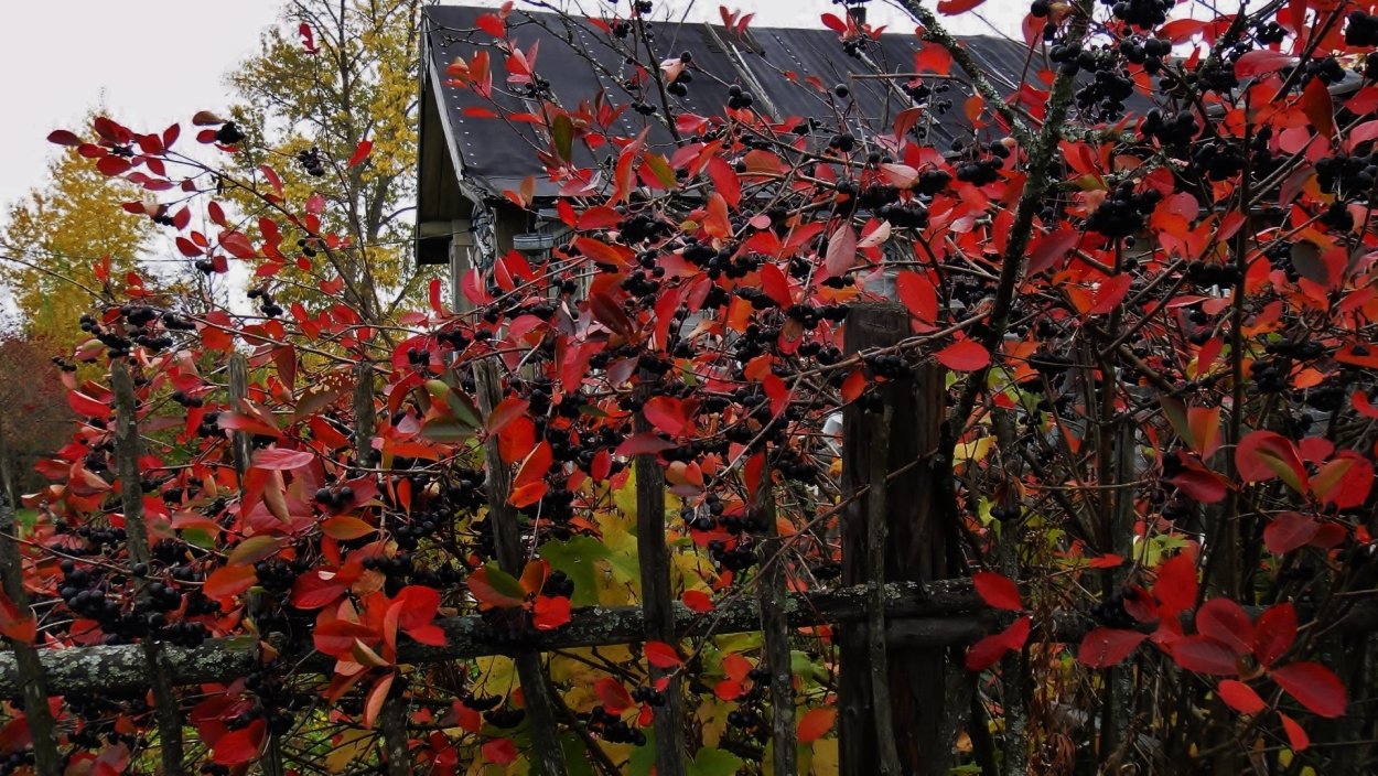 Арония черноплодная осень