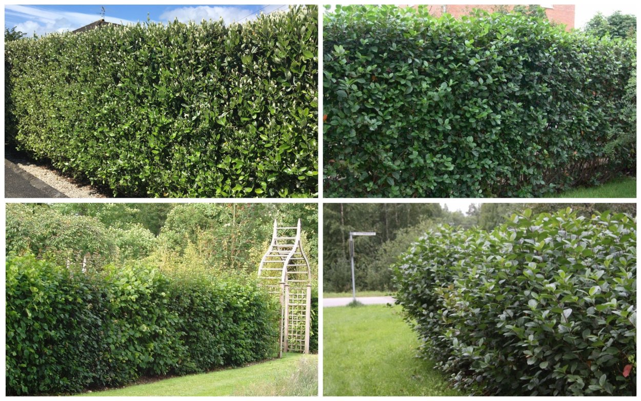 Арония черноплодная изгородь