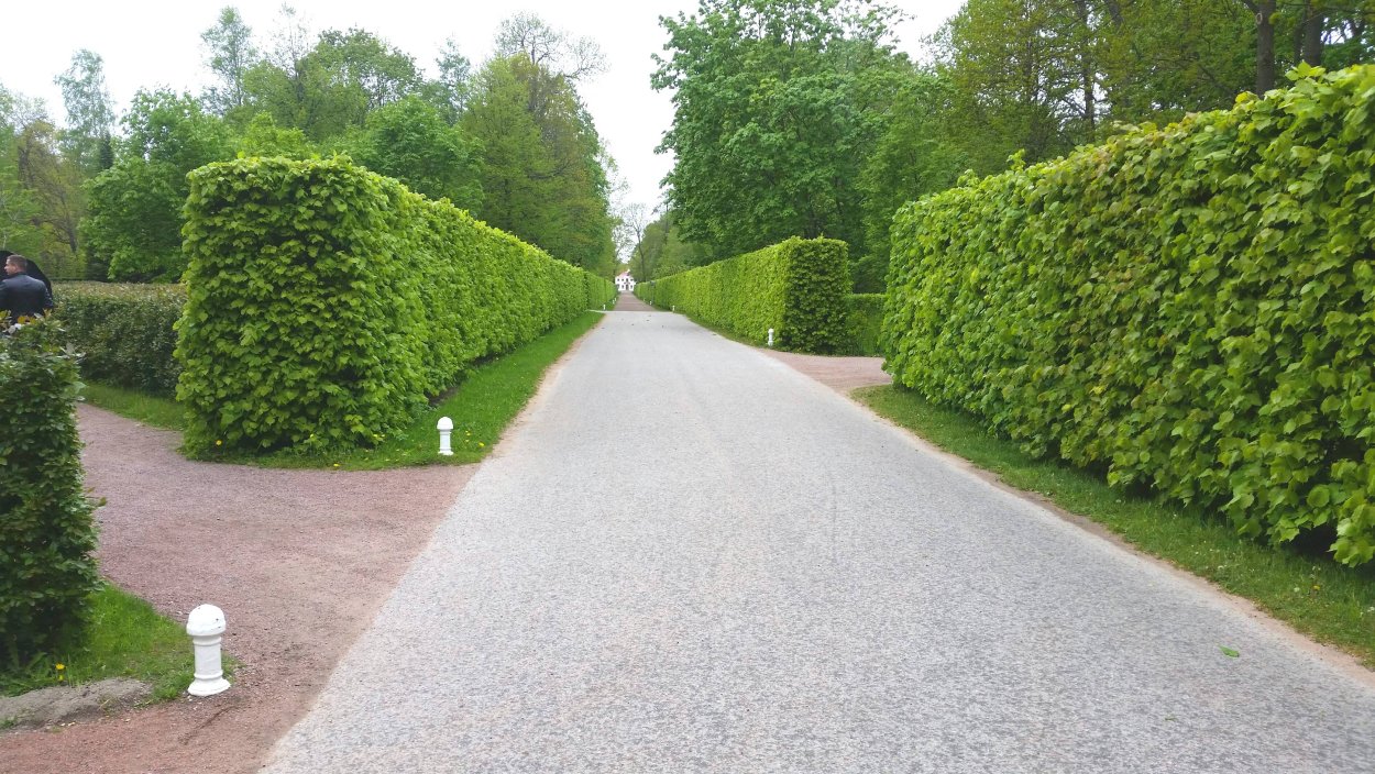 Жимолость каприфоль Живая изгородь