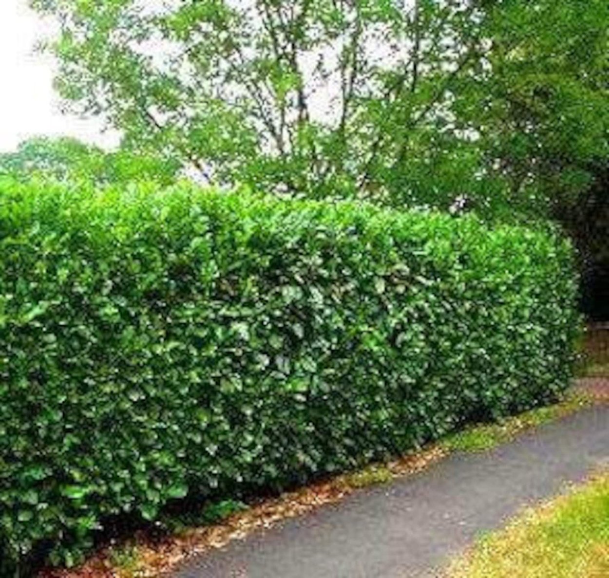 Фотиния Живая изгородь