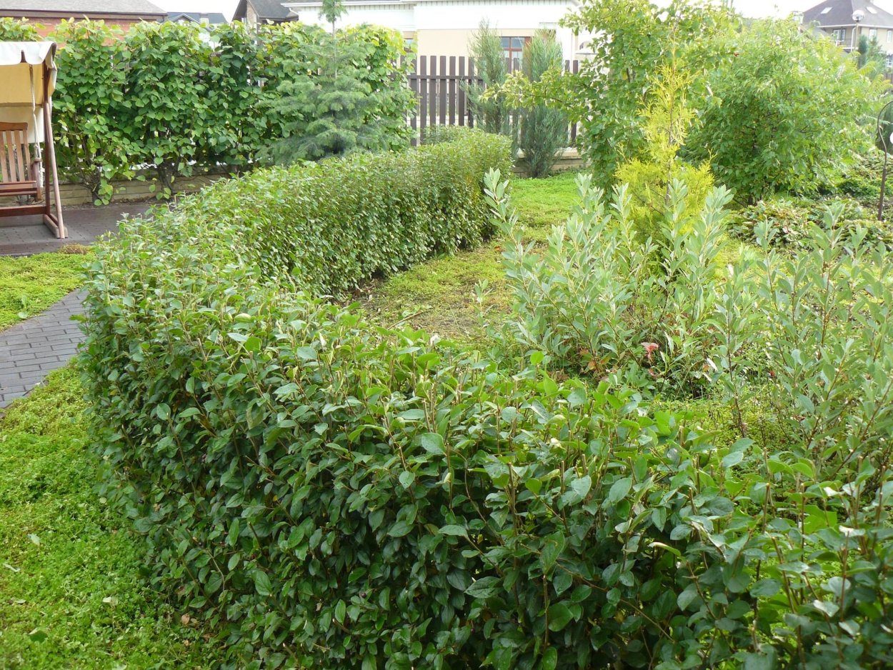 Падуб Мезерва Блю принцесс