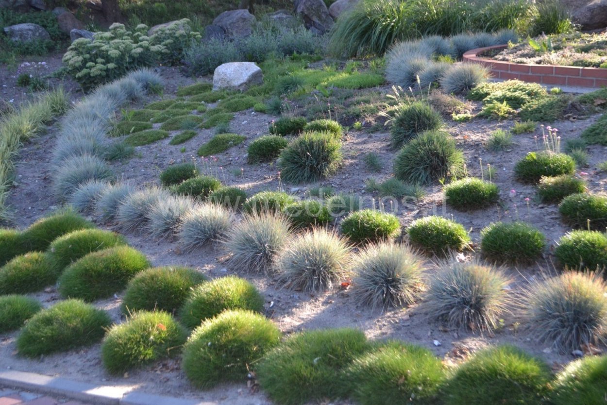 Овсяница Майра