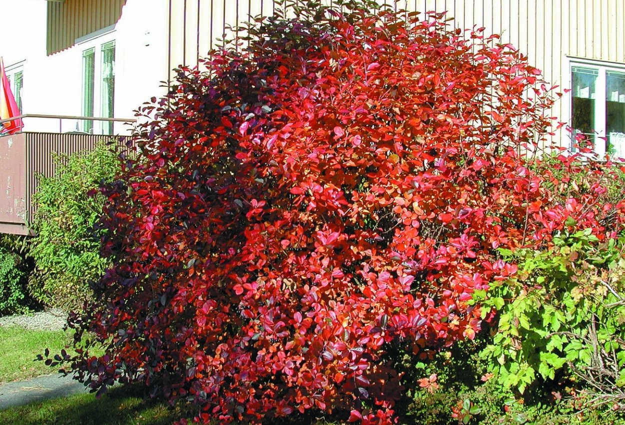 Арония черноплодная куст