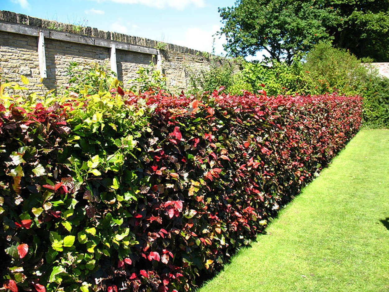 Боярышник Сибирский Живая изгородь