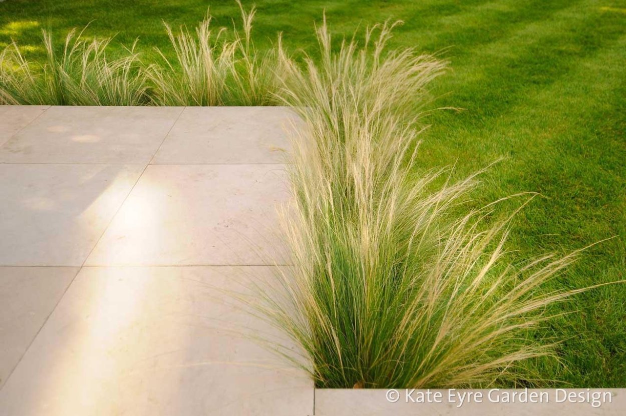 Овсяница сизая Фестина