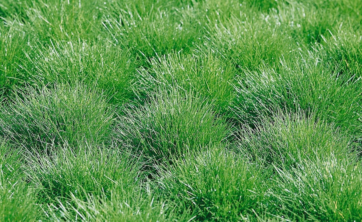 Овсяница Мейери