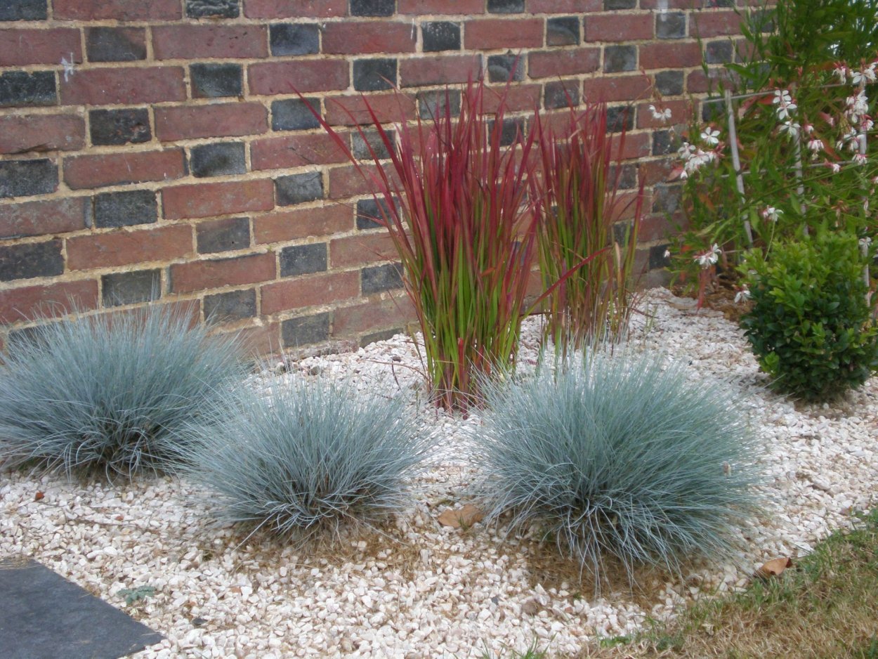 Овсяница сизая Фестина