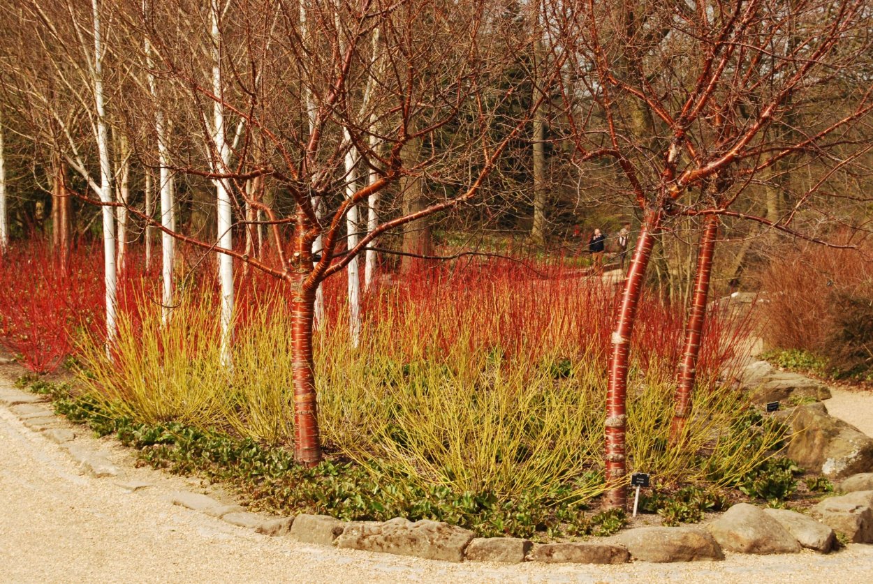 Боярышник Сибирский кроваво-красный изгородь