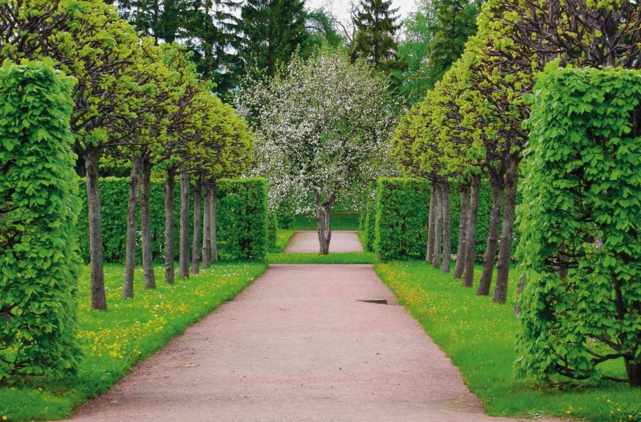 Пузыреплодник калинолистный изгородь