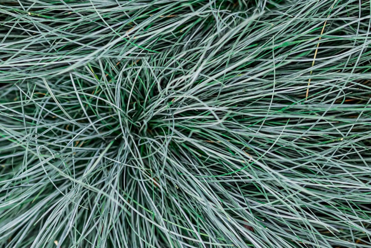 Овсяница мэра