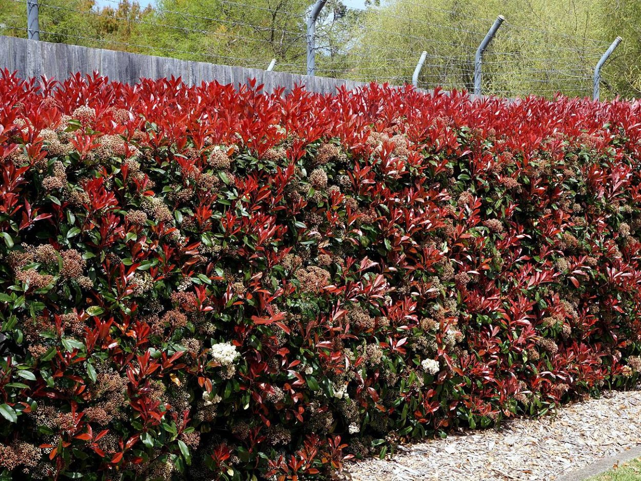 Кизильник черноплодный Живая изгородь